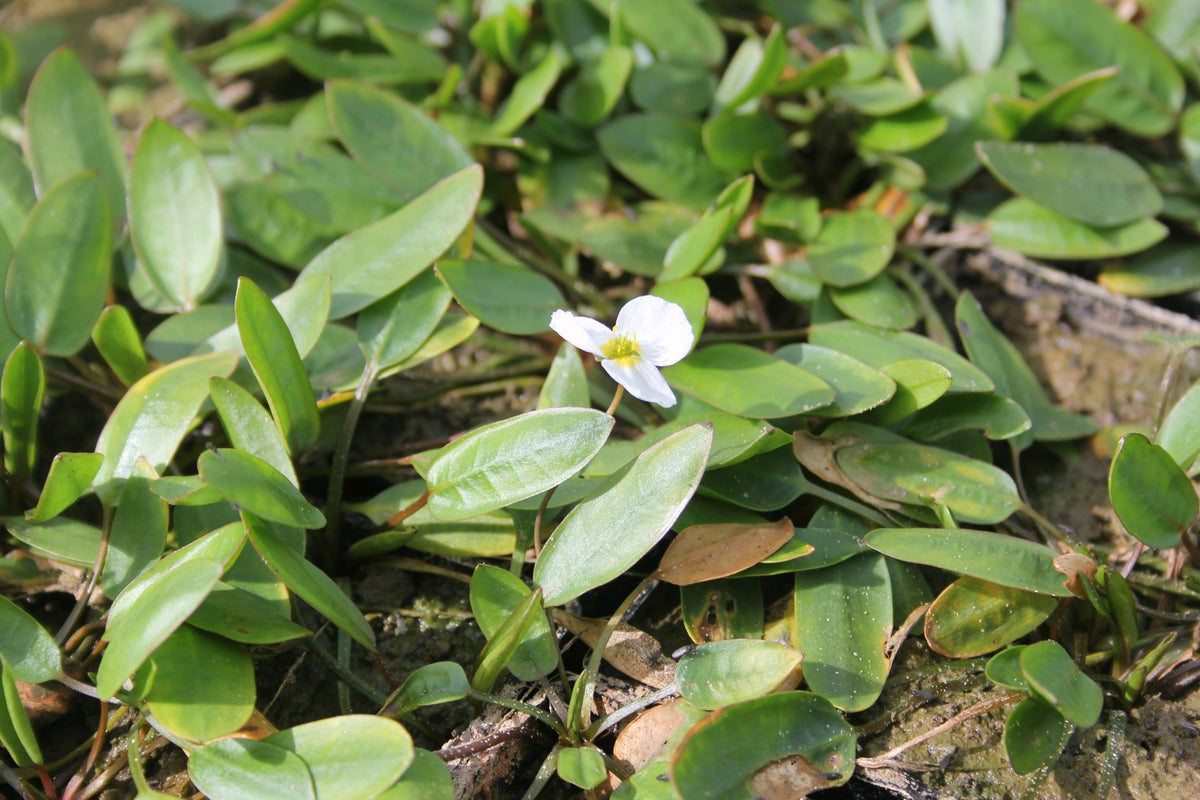 Luronium natans Marginal Pond Plant (1 Litre Pot)