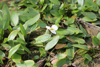 Luronium natans Marginal Pond Plant (1 Litre Pot)