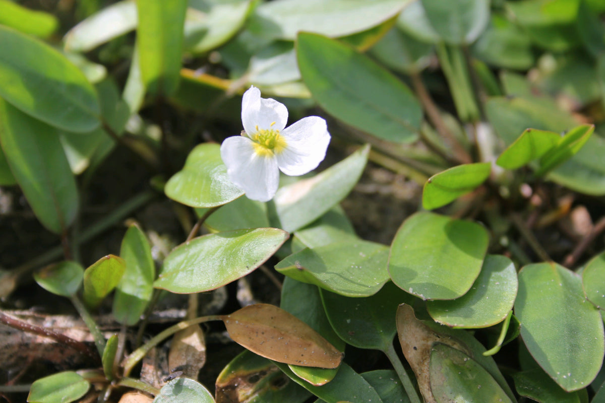 Luronium natans Marginal Pond Plant (1 Litre Pot)