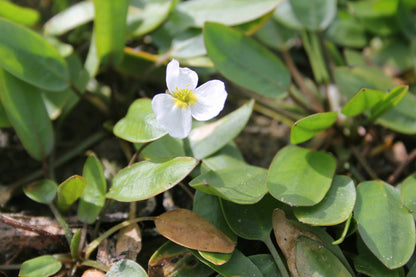 Luronium natans Marginal Pond Plant (1 Litre Pot)