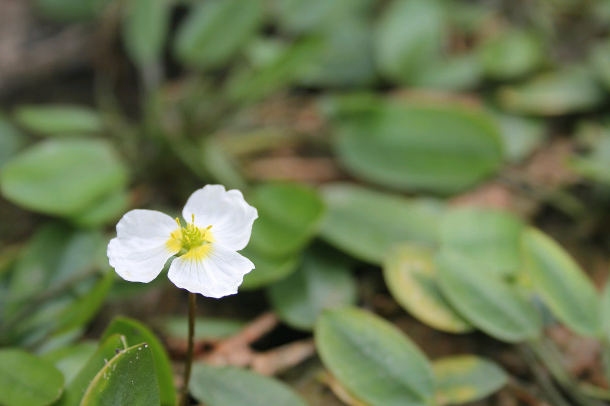 Luronium natans Marginal Pond Plant (1 Litre Pot)