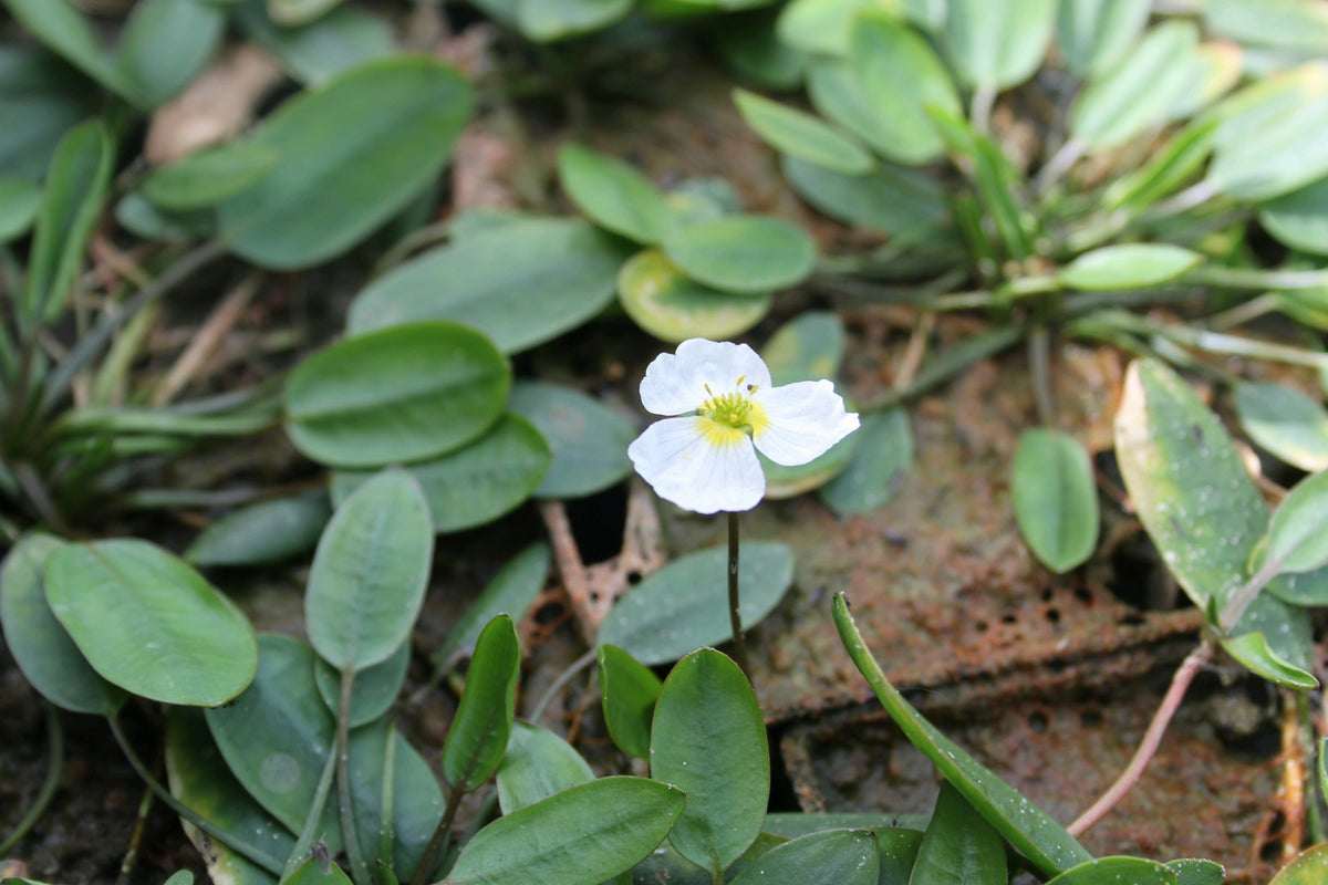 Luronium natans Marginal Pond Plant (1 Litre Pot)