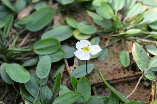 Luronium natans Marginal Pond Plant (1 Litre Pot)