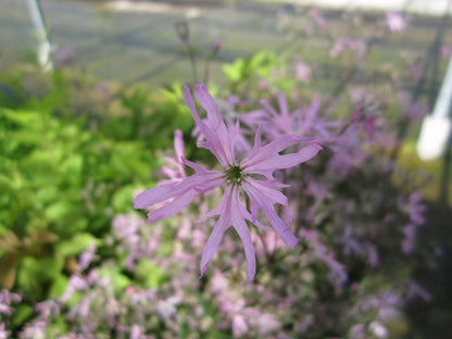 Lychnis flos-cuculi Marginal Pond Plant