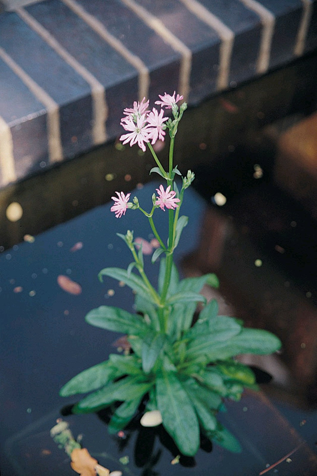 Lychnis flos-cuculi Marginal Pond Plant