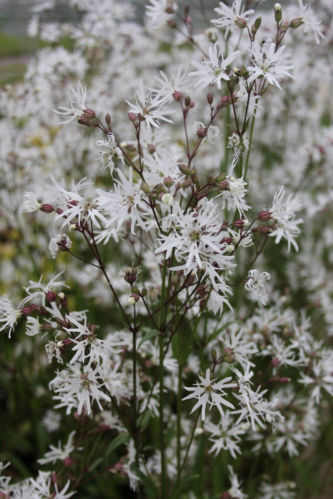 Lychnis flos-cuculi 'White Robin' Marginal Pond Plant
