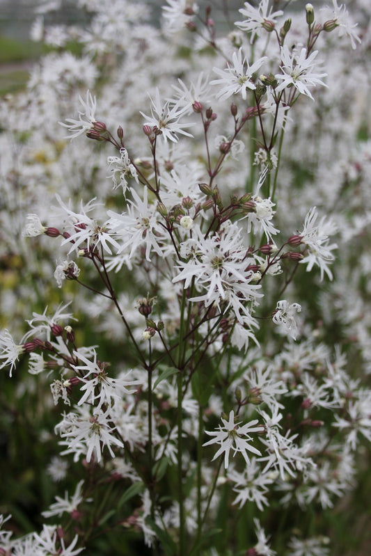 Lychnis flos-cuculi 'White Robin' Marginal Pond Plant