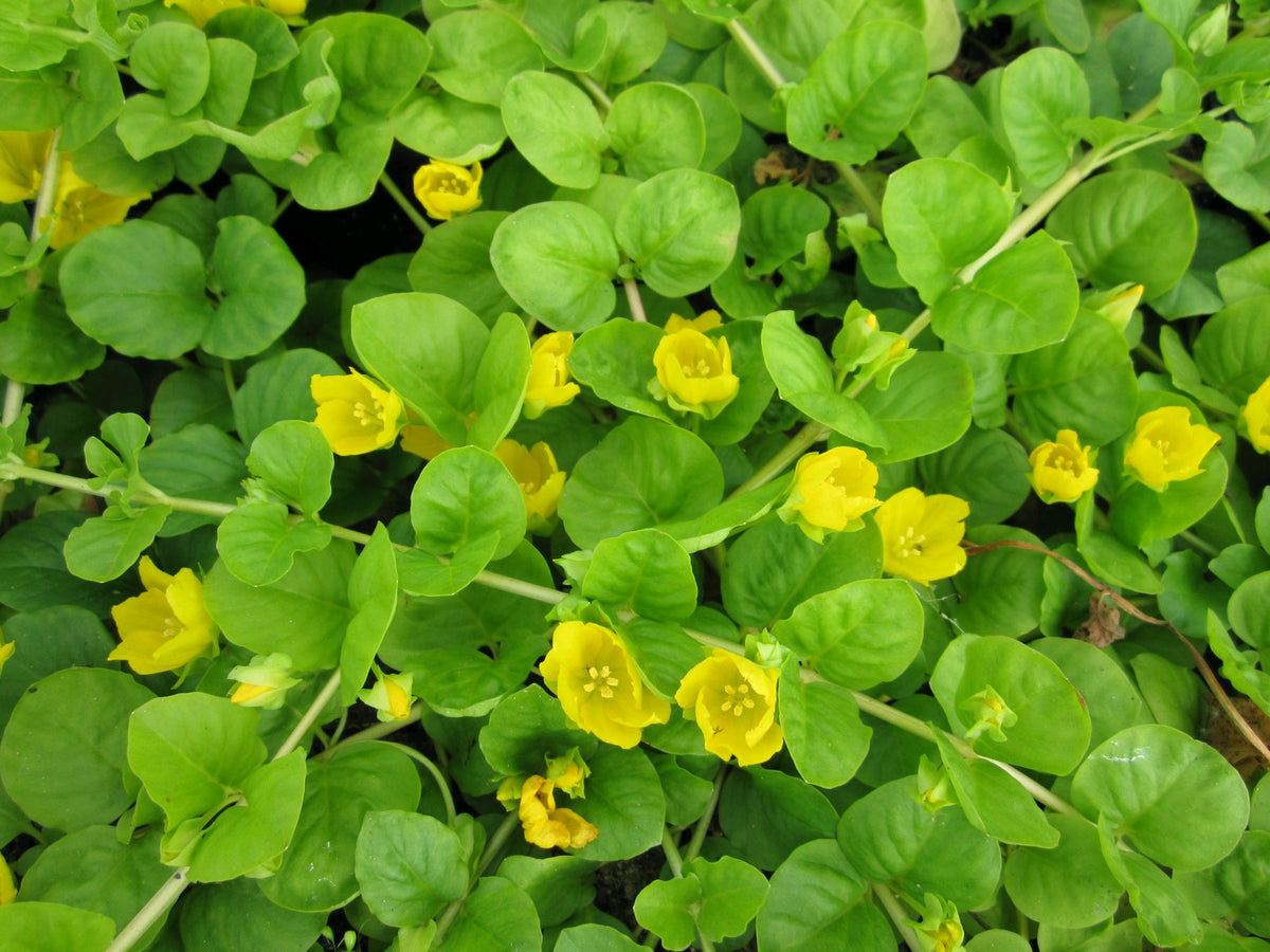Lysimachia nummularia Pond Marginal Plant