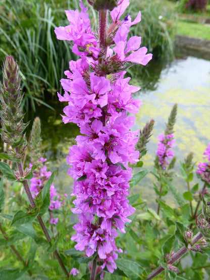 Lythrum salicaria Pond Marginal Plant