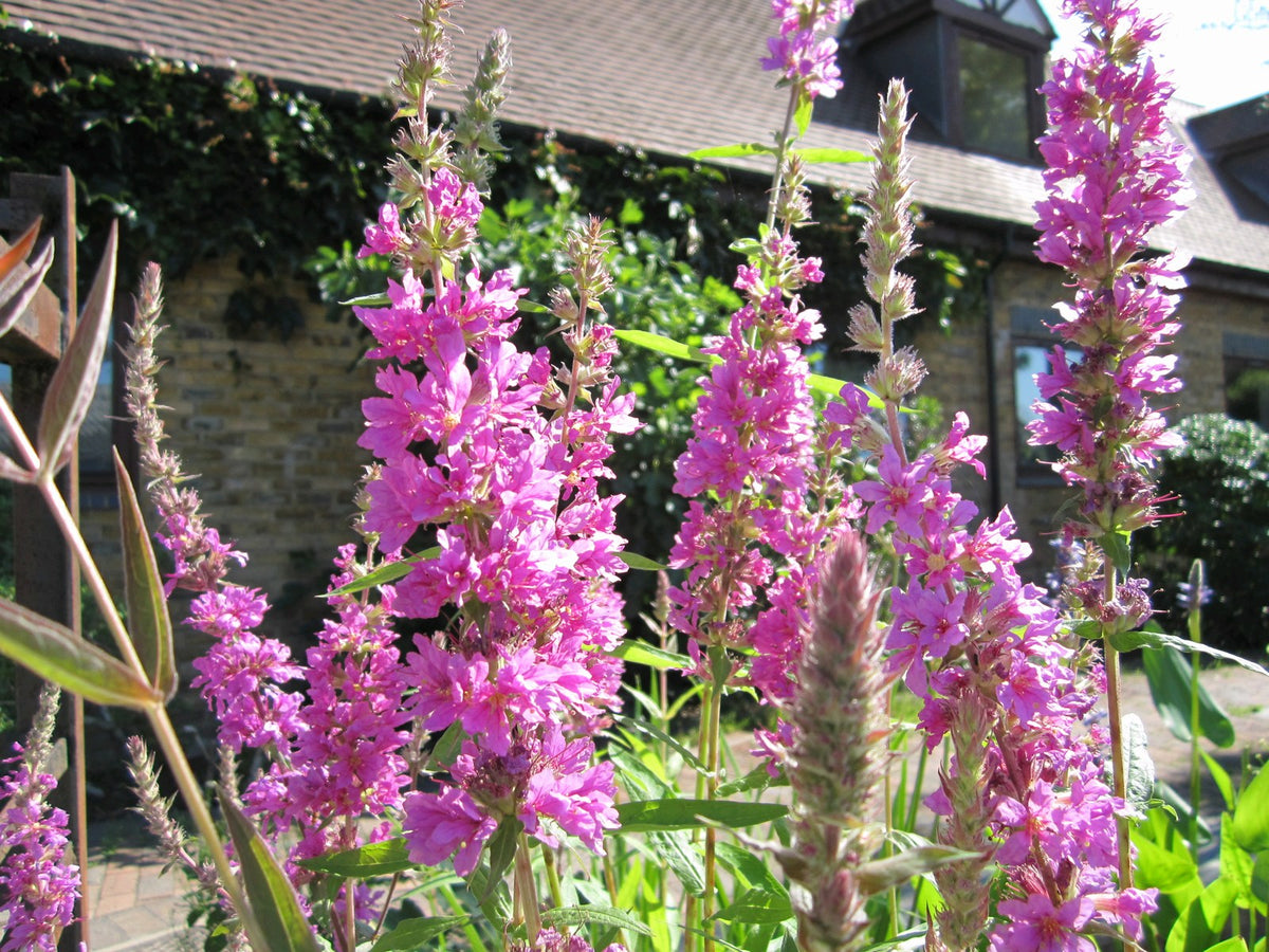 Lythrum salicaria Pond Marginal Plant
