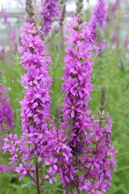 Lythrum salicaria Pond Marginal Plant