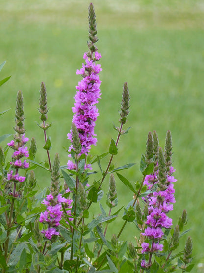 Lythrum salicaria Pond Marginal Plant