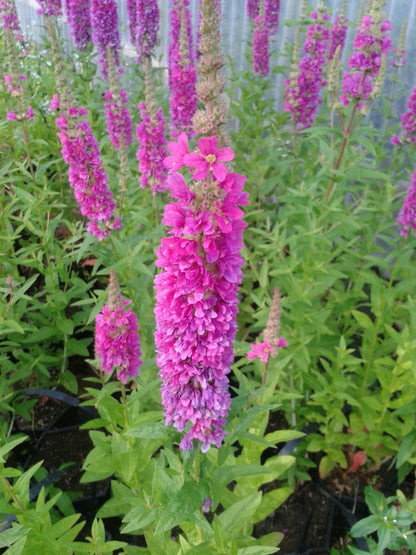 Lythrum salicaria 'Robert' Marginal Pond Plant