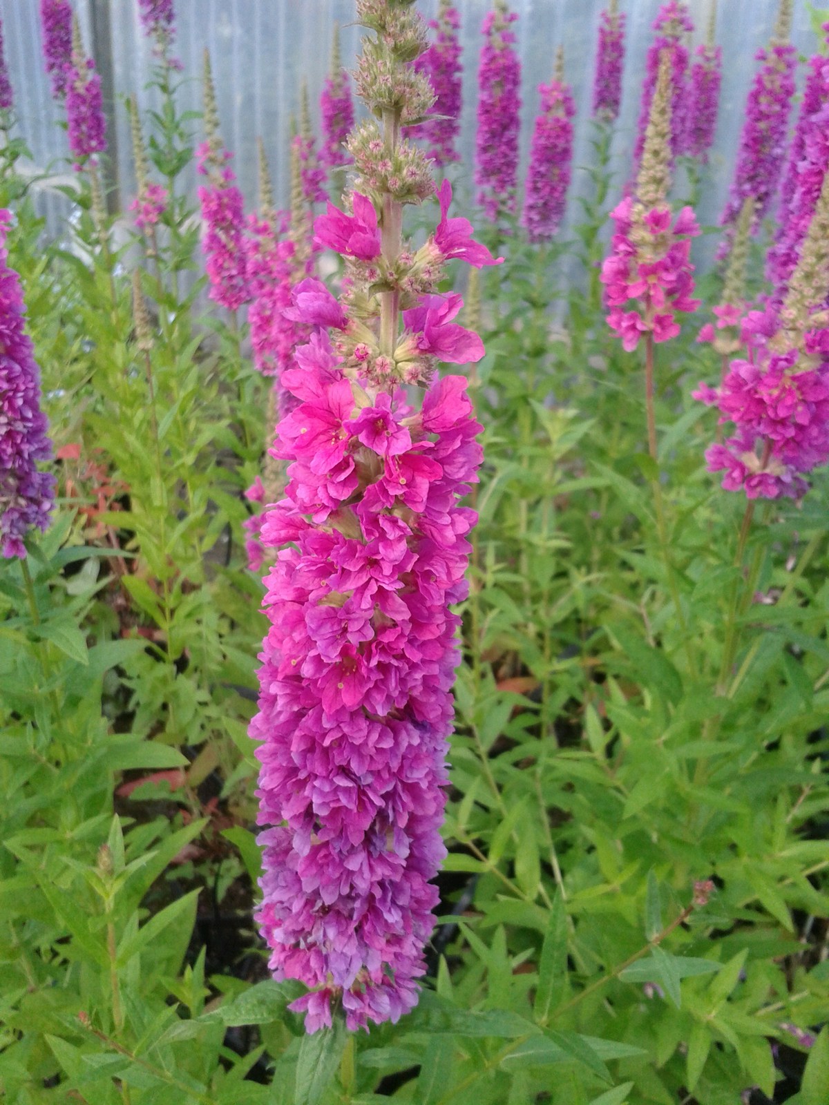 Lythrum salicaria 'Robert' Marginal Pond Plant