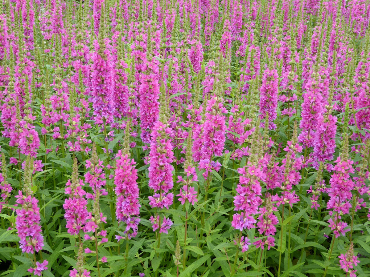 Lythrum salicaria 'Robert' Marginal Pond Plant