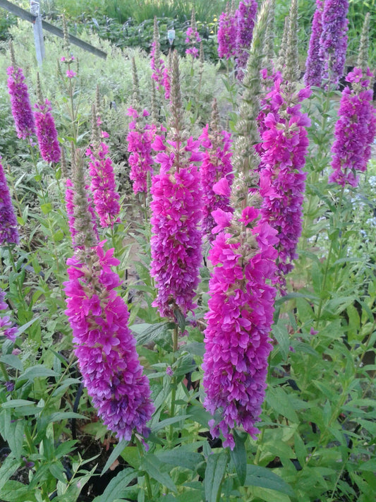 Lythrum salicaria 'Robert' Marginal Pond Plant