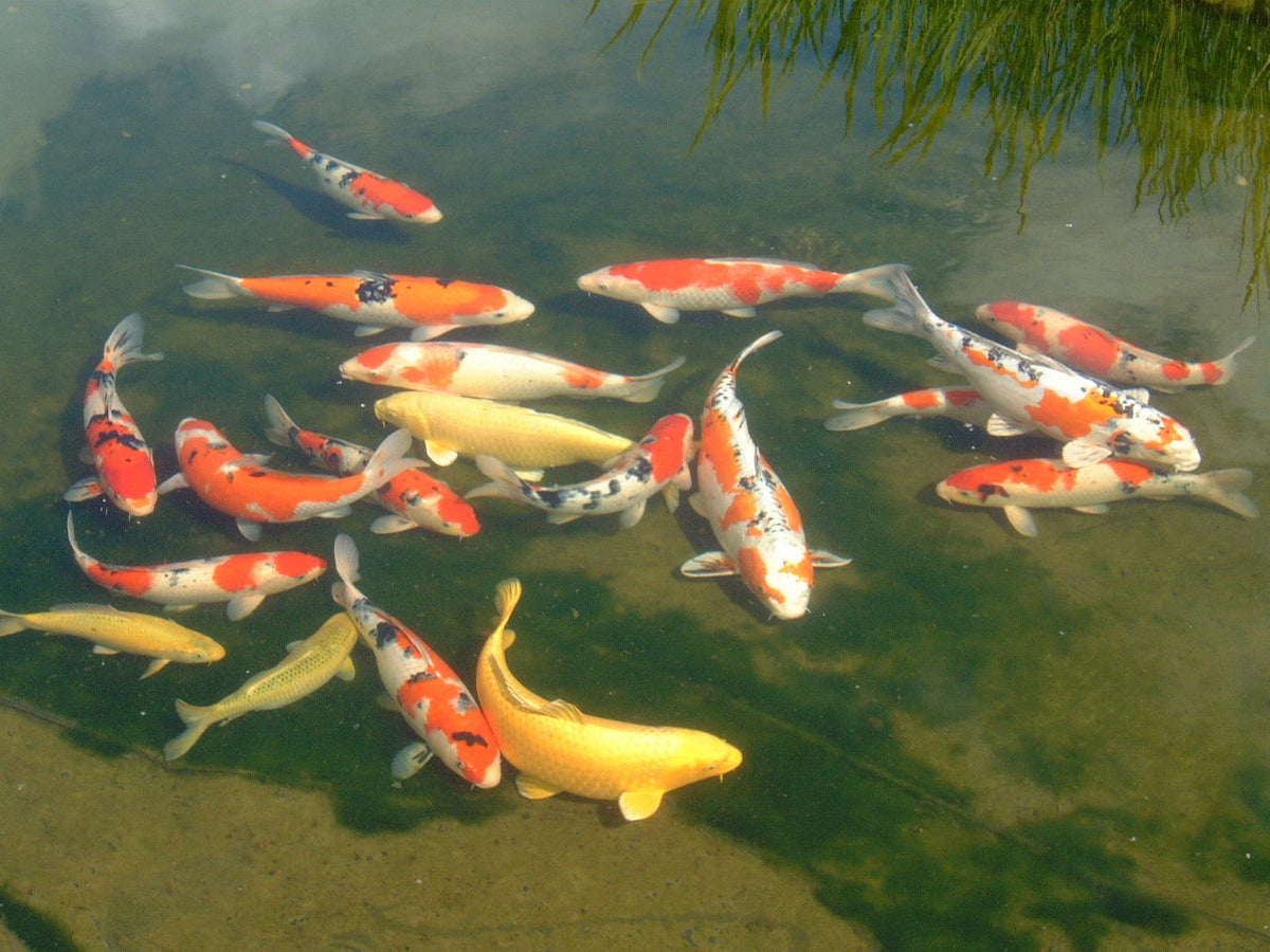 Box welded pond liner for a Koi pond
