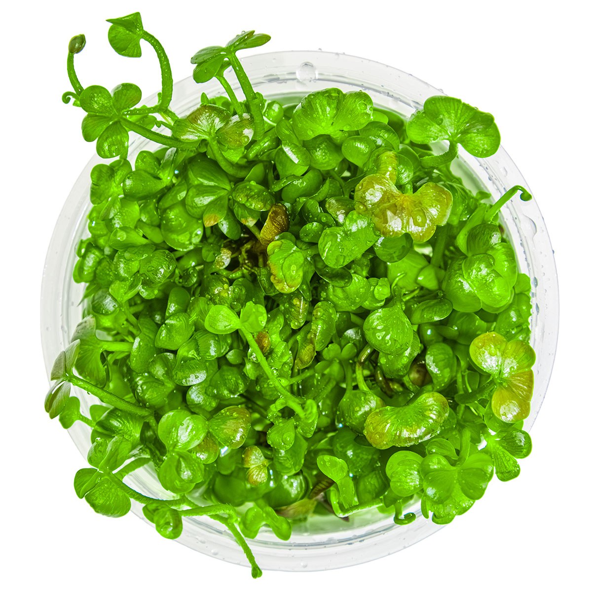 Marsilea hirsuta Carpet Plant — 1-2-Grow!
