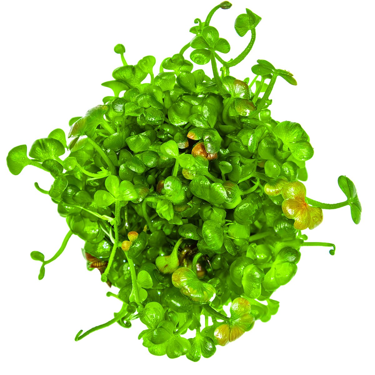 Marsilea hirsuta Carpet Plant — 1-2-Grow!