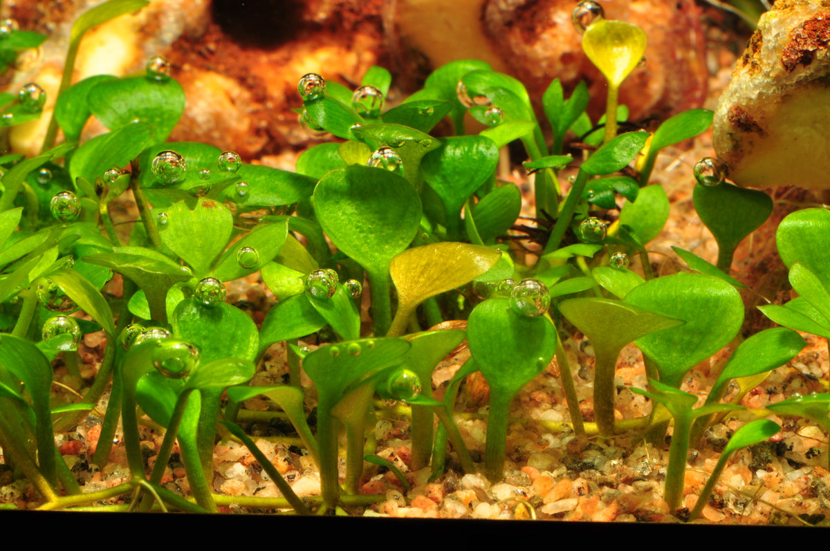 Marsilea hirsuta Carpet Plant — 1-2-Grow!