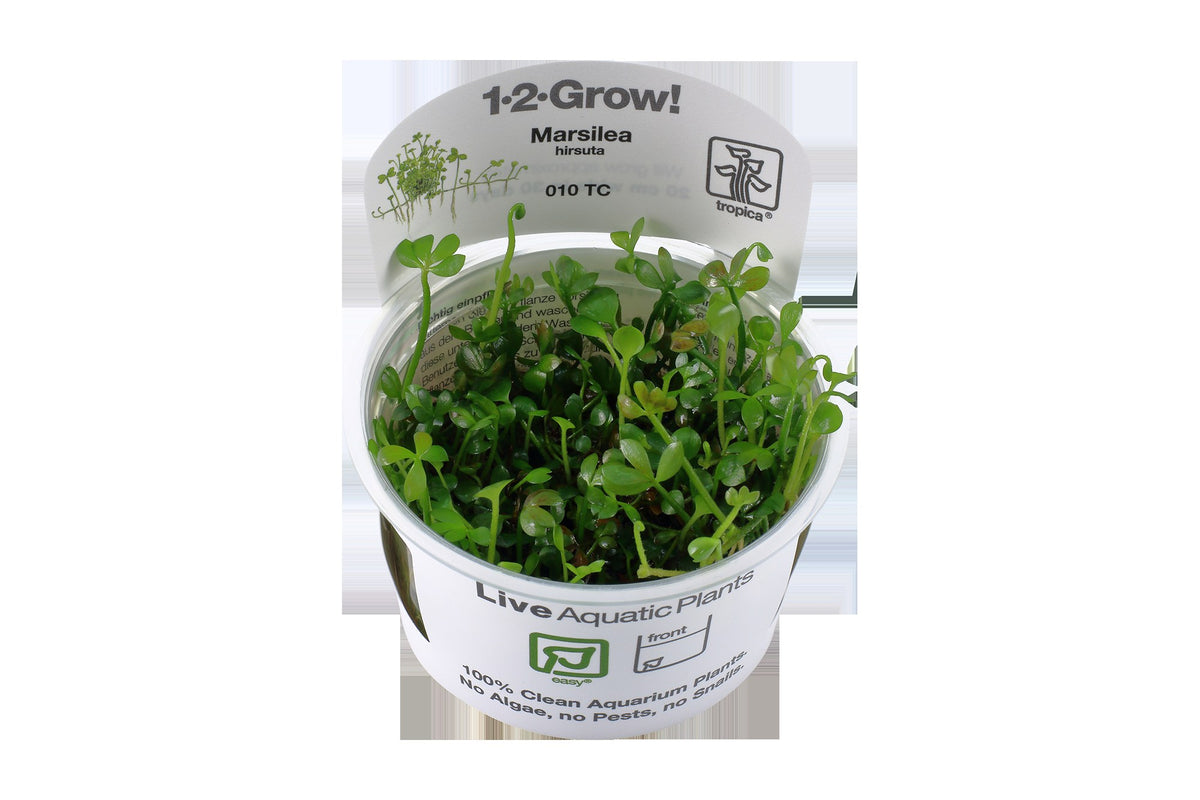 Marsilea hirsuta Carpet Plant — 1-2-Grow!