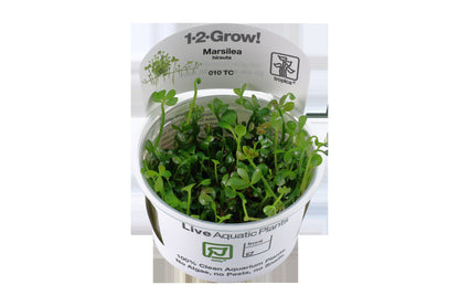 Marsilea hirsuta Carpet Plant — 1-2-Grow!