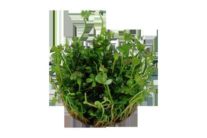 Marsilea hirsuta Carpet Plant — 1-2-Grow!