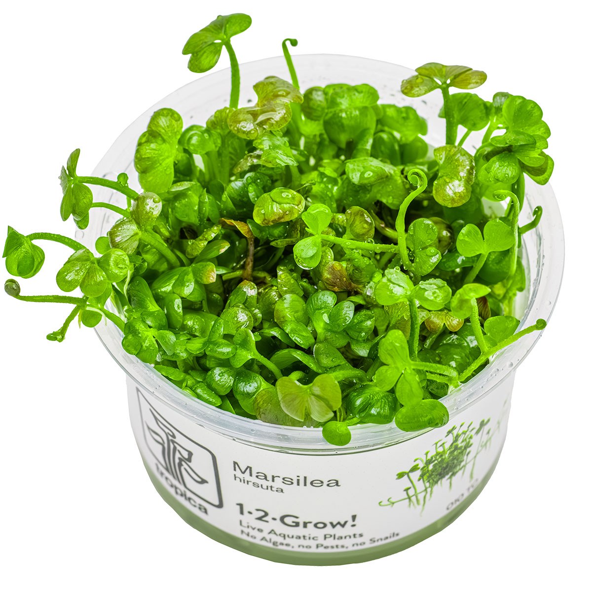 Marsilea hirsuta Carpet Plant — 1-2-Grow!