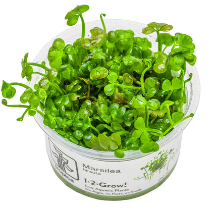 Marsilea hirsuta Carpet Plant — 1-2-Grow!