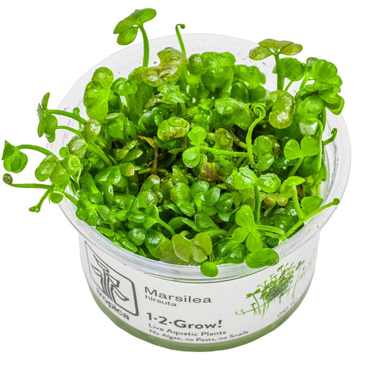 Marsilea hirsuta Carpet Plant — 1-2-Grow!