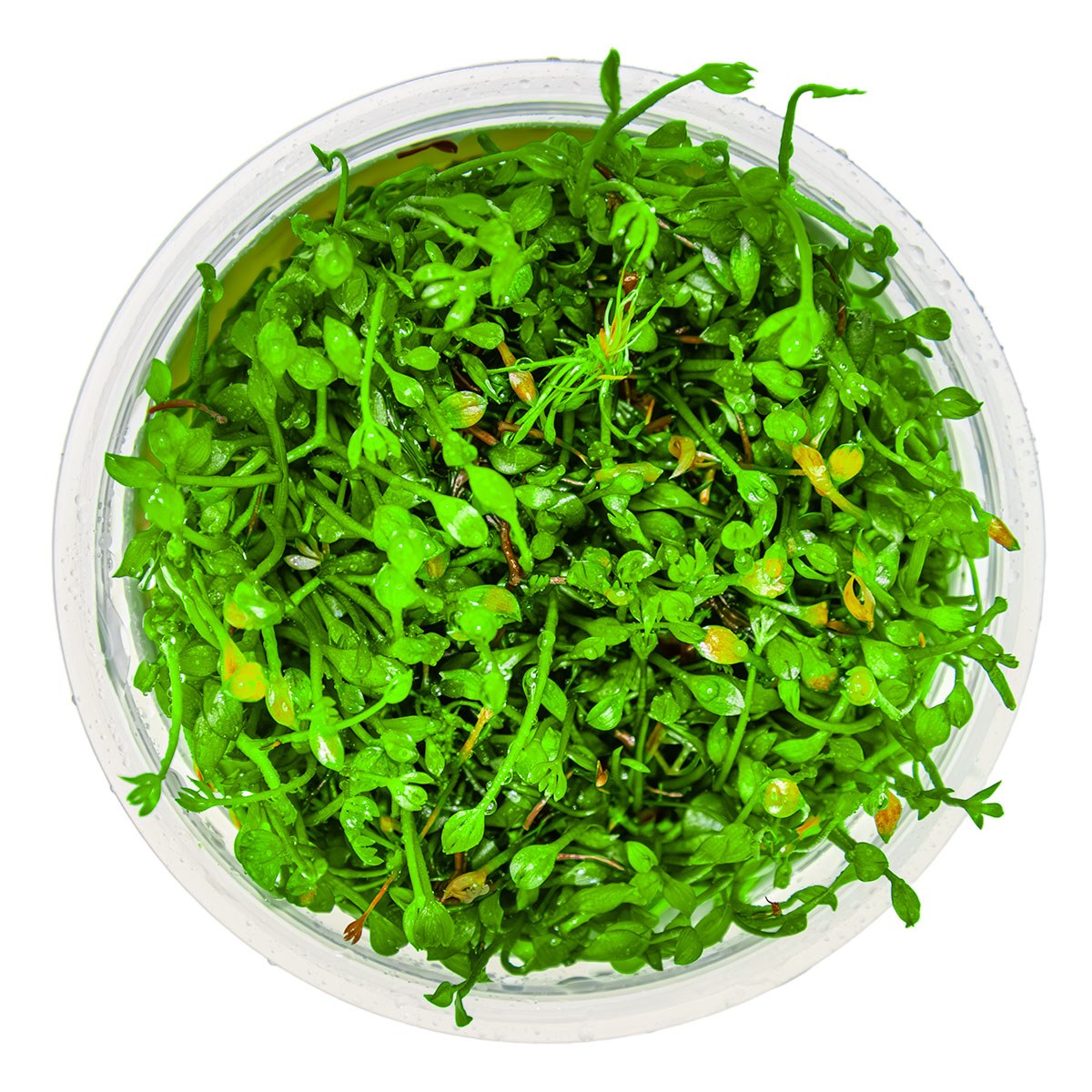 Marsilea minuta Foreground Carpet Plant — 1-2-Grow!