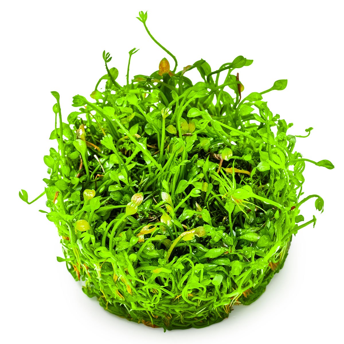 Marsilea minuta Foreground Carpet Plant — 1-2-Grow!