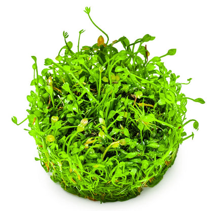 Marsilea minuta Foreground Carpet Plant — 1-2-Grow!