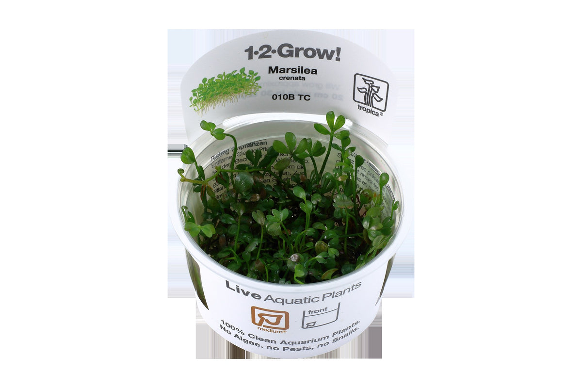 Marsilea minuta Foreground Carpet Plant — 1-2-Grow!