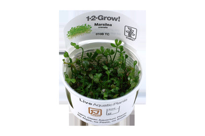 Marsilea minuta Foreground Carpet Plant — 1-2-Grow!