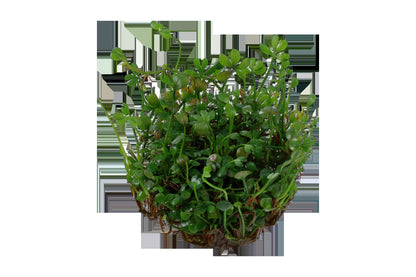Marsilea minuta Foreground Carpet Plant — 1-2-Grow!
