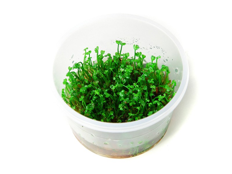 Marsilea minuta Foreground Carpet Plant — 1-2-Grow!