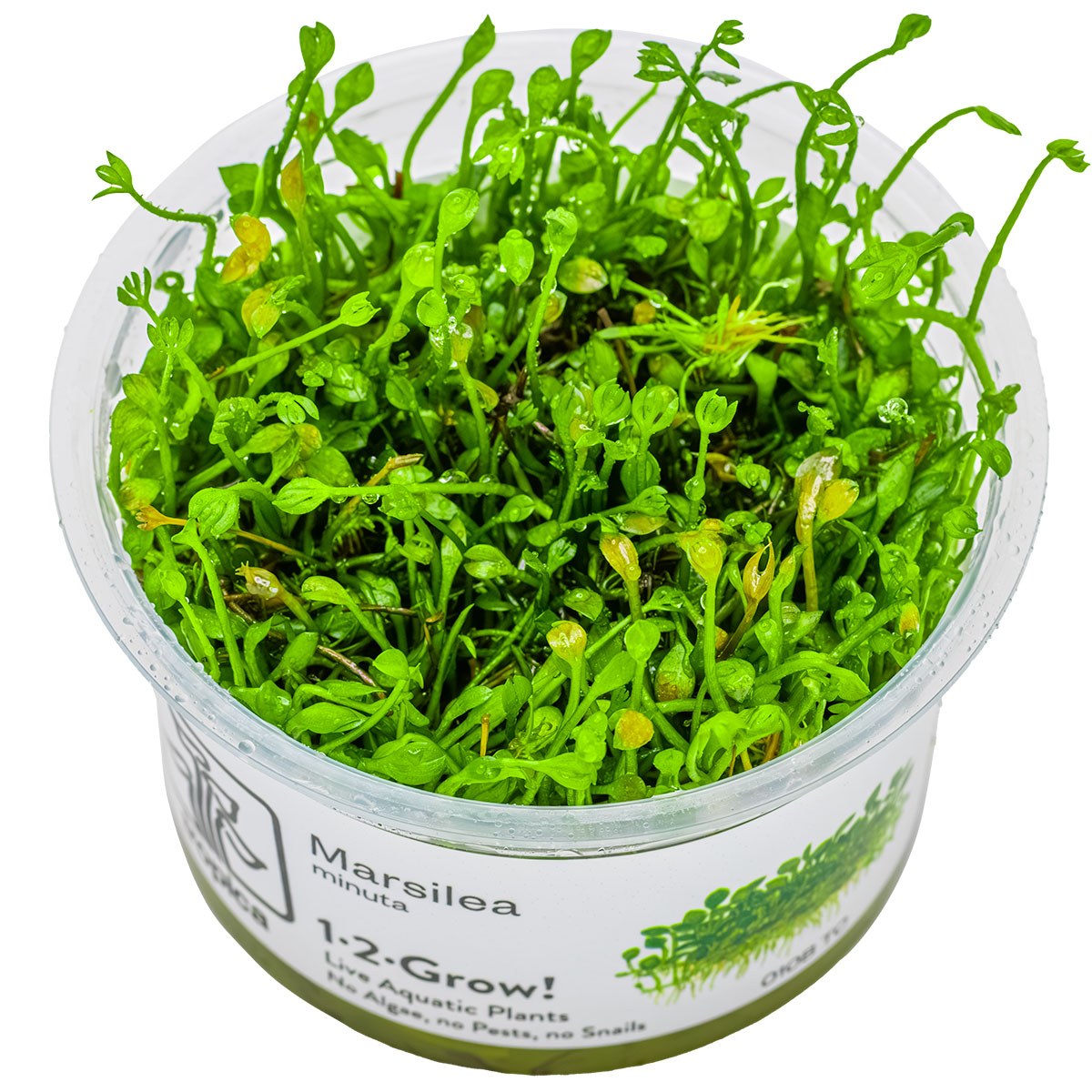 Marsilea minuta Foreground Carpet Plant — 1-2-Grow!