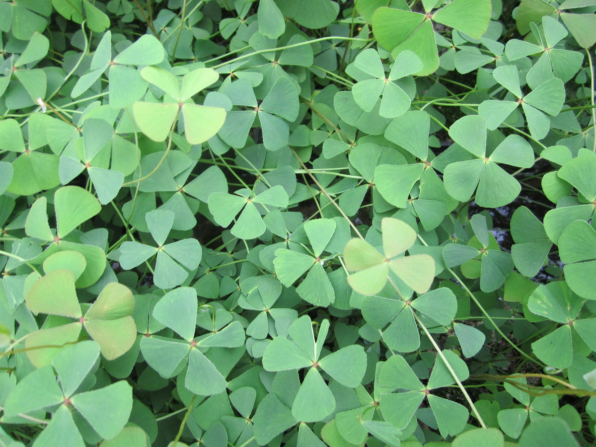 Marsilea quadrifolia Pond Marginal Plant