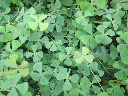 Marsilea quadrifolia Pond Marginal Plant