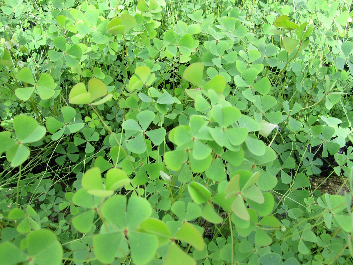 Marsilea quadrifolia Pond Marginal Plant