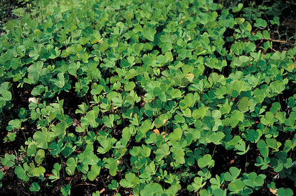 Marsilea quadrifolia Pond Marginal Plant