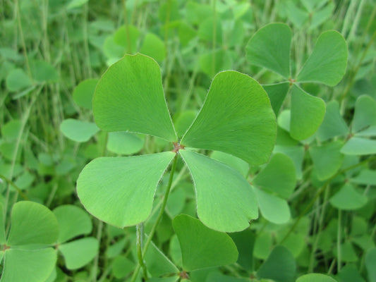 Marsilea quadrifolia Pond Marginal Plant