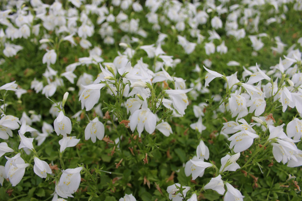 Mazus reptans 'alba' White Marginal Pond Plant