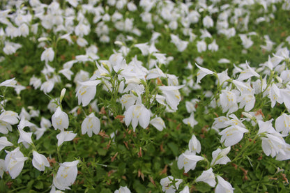 Mazus reptans 'alba' White Marginal Pond Plant
