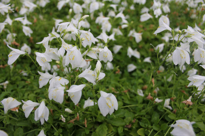 Mazus reptans 'alba' White Marginal Pond Plant