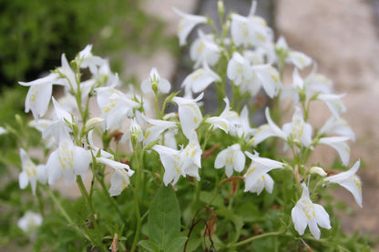 Mazus reptans 'alba' White Marginal Pond Plant