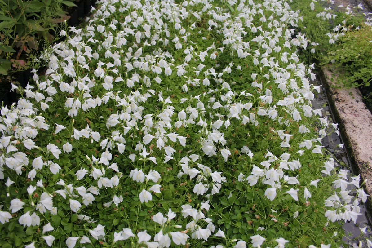 Mazus reptans 'alba' White Marginal Pond Plant