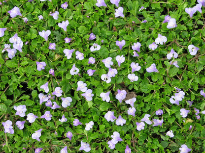 Mazus reptans Marginal Pond Plant