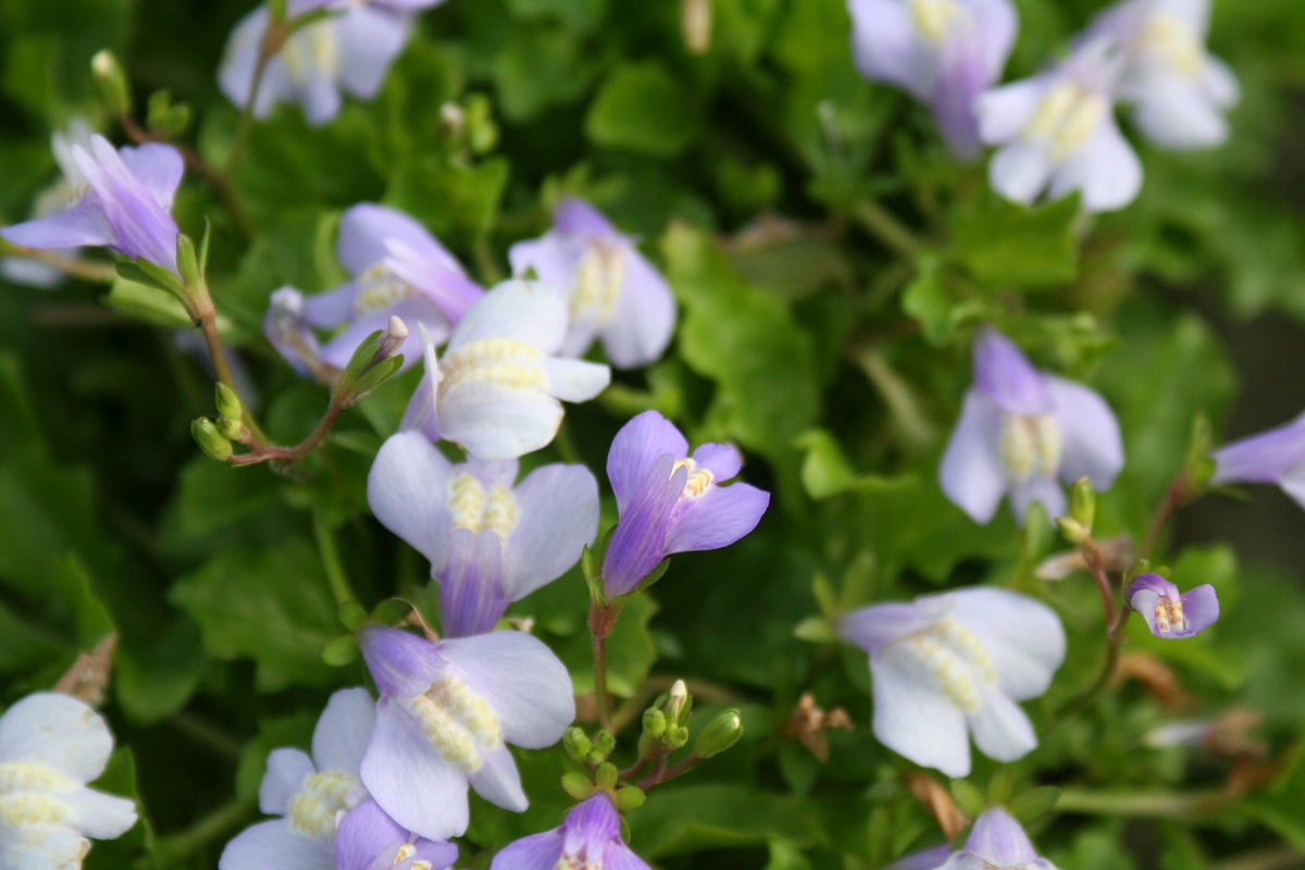 Mazus reptans Marginal Pond Plant — close up